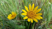 Cargar imagen en el visor de la galería, Cheerful blooms of narrow-leaved mule’s ear (Wyethia angustifolia). One of approximately 200 species of Pacific Northwest native plants available at Sparrowhawk Native Plants, Native Plant Nursery in Portland, Oregon.