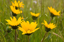 Cargar imagen en el visor de la galería, Cheerful blooms of narrow-leaved mule’s ear (Wyethia angustifolia). One of approximately 200 species of Pacific Northwest native plants available at Sparrowhawk Native Plants, Native Plant Nursery in Portland, Oregon.
