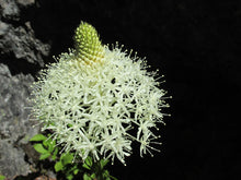 Load image into Gallery viewer, Close-up of the creamy white flowers of bear grass (Xerophyllum tenax). One of 100+ species of Pacific Northwest native plants available at Sparrowhawk Native Plants, Native Plant Nursery in Portland, Oregon.