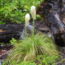 Load image into Gallery viewer, The flowering growth habit of bear grass (Xerophyllum tenax). One of 100+ species of Pacific Northwest native plants available at Sparrowhawk Native Plants, Native Plant Nursery in Portland, Oregon. 
