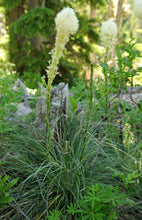 Load image into Gallery viewer, The flowering growth habit of bear grass (Xerophyllum tenax). One of 100+ species of Pacific Northwest native plants available at Sparrowhawk Native Plants, Native Plant Nursery in Portland, Oregon. 