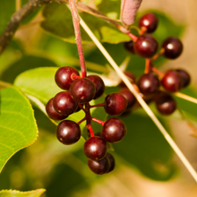 Cargar imagen en el visor de la galería, Close-up of deep red common chokecherry berries (Prunus virginiana). Another stunning Pacific Northwest native small tree available at Sparrowhawk Native Plants Nursery in Portland, Oregon.