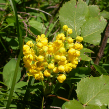 Load image into Gallery viewer, Close-up of the yellow flower of creeping Oregon grape (Mahonia repens). One of approximately 200 species of Pacific Northwest native plant available at Sparrowhawk Native Plants Nursery in Portland, Oregon