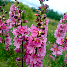 Load image into Gallery viewer, Bright pink flowers of Cusick's checkermallow (Sidalcea cusickii). Another stunning Pacific Northwest native plant available at Sparrowhawk Native Plants, native plant nursery in Portland, Oregon.