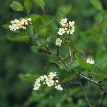 Load image into Gallery viewer, Close-up flowers and leaves of Douglas Hawthorn (Crataegus douglasii). Another stunning Pacific Northwest native tree available at Sparrowhawk Native Plants Nursery in Portland, Oregon.