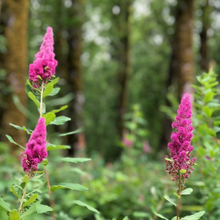 Cargar imagen en el visor de la galería, Bright pink flowers of Douglas spiraea (Spiraea Douglasii) - native shrub. One of approximately 200 species of Pacific Northwest native plants available at Sparrowhawk Native Plants, native plants nursery in Portland, Oregon