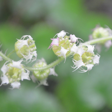 Load image into Gallery viewer, Intricate close-up of Fringecup flowers (Tellima grandiflora). Another stunning Pacific Northwest native wildflower available at Sparrowhawk Native Plants, native plant nursery in Portland, Oregon