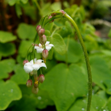 Load image into Gallery viewer, Close-up of white Inside-out Flowers (Vancouveria hexandra). Another stunning Pacific Northwest native plant available at Sparrowhawk Native Plants Nursery in Portland, Oregon.
