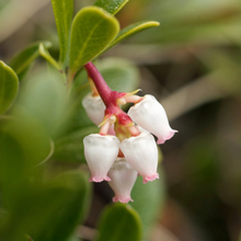 Load image into Gallery viewer, Close-up of Kinnikinnick flowers (Arctostaphylos uva-ursi). Another stunning Pacific Northwest native plant available at Sparrowhawk Native Plants Nursery in Portland, Oregon.