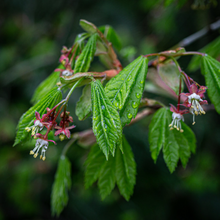 Cargar imagen en el visor de la galería, Young leaves and flowers of vine maple (Acer circinatum). Another stunning Pacific Northwest native tree available at Sparrowhawk Native Plants Nursery in Portland, Oregon.