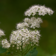 Cargar imagen en el visor de la galería, Close-up of birch-leaved spirea flower (Spiraea betulifolia var. lucida). One of the 100+ species of Pacific Northwest native plants, shrubs, and trees available at Sparrowhawk Native Plants Nursery in Portland, Oregon