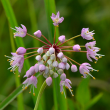 Load image into Gallery viewer, Close-up of Nodding Onion flower (Allium cernuum). Pacific Northwest native plant available at Sparrowhawk Native Plants Nursery in Portland, Oregon.