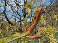 Cargar imagen en el visor de la galería, Striking (and edible) buds and flowers of big leaf maple (Acer macrophyllum). Another stunning Northwest Native Plant available at Sparrowhawk Native Plants Nursery in Portland, Oregon