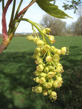 Cargar imagen en el visor de la galería, The unique (and edible) flower of the big leaf maple, Acer macrophyllum, another stunning Northwest Native Plant available at Sparrowhawk Native Plants Nursery in Portland, Oregon