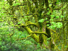 Cargar imagen en el visor de la galería, Mature form of a forest-dwelling big leaf maple (Acer macrophyllum), shrouded in moss. One of the stunning Northwest native trees available at Sparrowhawk Native Plants Nursery in Portland, Oregon