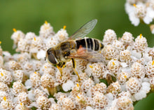Load image into Gallery viewer, Close-up of bee on Western Yarrow (Achillea millefolium). Another stunning Pacific Northwest native plant available at Sparrowhawk Native Plants Nursery in Portland, Oregon.