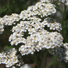 Load image into Gallery viewer, Achillea millefolium (Common Yarrow)