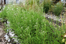 Load image into Gallery viewer, Western Yarrow (Achillea millefolium) filling the border of a sunny raingarden. Another stunning Pacific Northwest native plant available at Sparrowhawk Native Plants Nursery in Portland, Oregon.