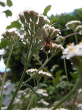 Load image into Gallery viewer, Close-up of bee on Western Yarrow (Achillea millefolium). Another stunning Pacific Northwest native plant available at Sparrowhawk Native Plants Nursery in Portland, Oregon.
