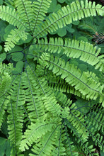 Cargar imagen en el visor de la galería, Maidenhair Fern (Adiantum pedatum). Another stunning Pacific Northwest native fern available at Sparrowhawk Native Plants Nursery in Portland, Oregon.