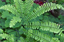 Cargar imagen en el visor de la galería, Maidenhair Fern (Adiantum pedatum). Another stunning Pacific Northwest native fern available at Sparrowhawk Native Plants Nursery in Portland, Oregon.