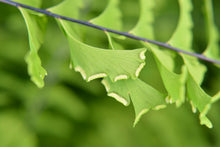Cargar imagen en el visor de la galería, Close-up of Maidenhair Fern frond (Adiantum pedatum). Another stunning Pacific Northwest native fern available at Sparrowhawk Native Plants Nursery in Portland, Oregon.