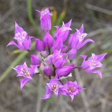 Load image into Gallery viewer, Close-up of the showy purple flower of Hooker's Onion or Taper Tip Onion (Allium acuminatum). One of 100+ species of Pacific Northwest native plants available at Sparrowhawk Native Plants, Native Plant Nursery in Portland, Oregon.