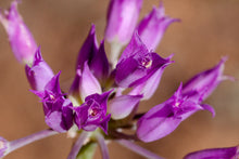 Load image into Gallery viewer, Close-up of the showy purple flower of Hooker's Onion or Taper Tip Onion (Allium acuminatum). One of 100+ species of Pacific Northwest native plants available at Sparrowhawk Native Plants, Native Plant Nursery in Portland, Oregon.