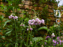 Load image into Gallery viewer, Close-up of nodding nnion flowers (Allium cernuum). Pacific Northwest native plant available at Sparrowhawk Native Plants Nursery in Portland, Oregon.