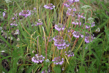 Load image into Gallery viewer, Close-up of nodding nnion flowers (Allium cernuum). Pacific Northwest native plant available at Sparrowhawk Native Plants Nursery in Portland, Oregon.