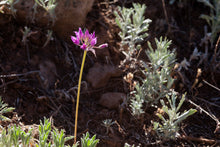 Load image into Gallery viewer, Growth habit of Hooker's Onion or Taper Tip Onion (Allium acuminatum). One of 100+ species of Pacific Northwest native plants available at Sparrowhawk Native Plants, Native Plant Nursery in Portland, Oregon.