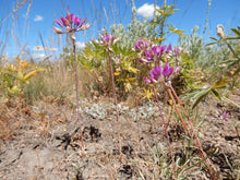 Load image into Gallery viewer, Population of Hooker's Onion or Taper Tip Onion (Allium acuminatum). One of 100+ species of Pacific Northwest native plants available at Sparrowhawk Native Plants, Native Plant Nursery in Portland, Oregon.