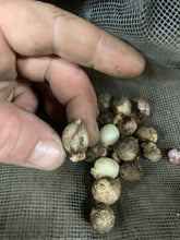 Cargar imagen en el visor de la galería, Bulbs of slim-leaf or narrow-leaf onion (Allium amplectens). One of 100+ species of Pacific Northwest native plants available at Sparrowhawk Native Plants, Native Plant Nursery in Portland, Oregon.