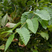 Load image into Gallery viewer, Alnus rubra, Red Alder, Pacific Northwest Native Plants, Oregon Native Tree, Sparrowhawk Native Plants, Portland