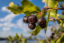 Load image into Gallery viewer, Close-up of black berries on the branch of Western Serviceberry (Amelanchier alnifolia). One of approximately 200 species of Pacific Northwest native plants available at Sparrowhawk Native Plants, Native Plant Nursery in Portland, Oregon.