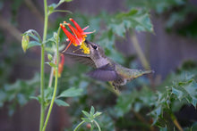 Load image into Gallery viewer, Anna's Hummingbird drinks from red columbine flower (Aquilegia formosa). One of 100+ species of Pacific Northwest native plants available at Sparrowhawk Native Plants, Native Plant Nursery in Portland, Oregon.