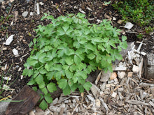 Load image into Gallery viewer, Bright green spring foliage of red columbine (Aquilegia formosa). One of 100+ species of Pacific Northwest native plants available at Sparrowhawk Native Plants, Native Plant Nursery in Portland, Oregon.