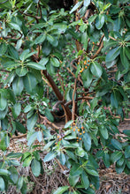 Load image into Gallery viewer, Leathery, evergreen leaves and orange berries of mature Pacific Madrone tree (Arbutus menziesii). One of 100+ species of Pacific Northwest native plants available at Sparrowhawk Native Plants, Native Plant Nursery in Portland, Oregon.