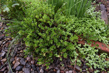 Load image into Gallery viewer, Low-growing kinnikinnick (Arctostaphylos uva-ursi) spreads gently along the garden floor. Another stunning Pacific Northwest native plant available at Sparrowhawk Native Plants Nursery in Portland, Oregon.