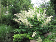 Load image into Gallery viewer, A mature, flowering goatsbeard (Aruncus dioicus var. acuminatus) in the habitat garden. Another stunning Pacific Northwest native plant available at Sparrowhawk Native Plants Nursery in Portland, Oregon.