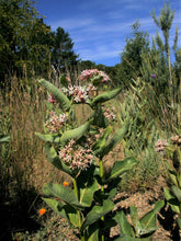 Load image into Gallery viewer, Flowering growth habit of showy milkweed (Asclepias speciosa). One of approximately 200 species of Pacific Northwest native plants available at Sparrowhawk Native Plants, Native Plant Nursery in Portland, Oregon.