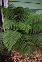 Cargar imagen en el visor de la galería, Lady fern (Athyrium filix-femina) in a backyard habitat garden. One of approximately 200 species of Pacific Northwest native plants available at Sparrowhawk Native Plants nursery in Portland, Oregon.