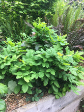 Load image into Gallery viewer, Mature growth habit of creeping Oregon grape (Mahonia repens) in the habitat garden. One of approximately 200 species of Pacific Northwest native plants available at Sparrowhawk Native Plants Nursery in Portland, Oregon