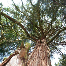 Load image into Gallery viewer, Looking up from below at the canopy of an Incense Cedar tree (Calodedrus decurrens). One of the many species of Pacific Northwest native trees available at Sparrowhawk Native Plants, Native Plant Nursery in Portland, Oregon.