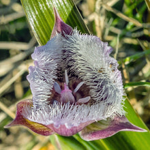Load image into Gallery viewer, Close-up of the intricate, striking flower of Mariposa Lily (Calochortus tolmiei). One of 100+ species of Pacific Northwest native plants available at Sparrowhawk Native Plants, Native Plant Nursery in Portland, Oregon.