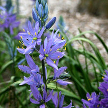 Load image into Gallery viewer, Camassia quamash (Common camas)