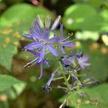 Load image into Gallery viewer, Close-up flower of Common Camas (Camassia quamash). Another stunning Pacific Northwest native plant available at Sparrowhawk Native Plants Nursery in Portland, Oregon.