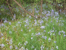 Load image into Gallery viewer, Wet meadow filled with purple-flowering common camas (Camassia quamash). Another stunning Pacific Northwest native plant available at Sparrowhawk Native Plants Nursery in Portland, Oregon.