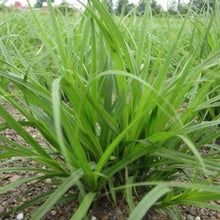 Load image into Gallery viewer, Close-up of dense sedge (Carex densa). One of 150+ species of Pacific Northwest native plants available at Sparrowhawk Native Plants, Native Plant Nursery in Portland, Oregon.