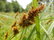 Load image into Gallery viewer, Close-up of the seed head of Sawbeak Sedge (Carex Stipata). One of 100+ species of Pacific Northwest native plants available at Sparrowhawk Native Plants, Native Plant Nursery in Portland, Oregon.